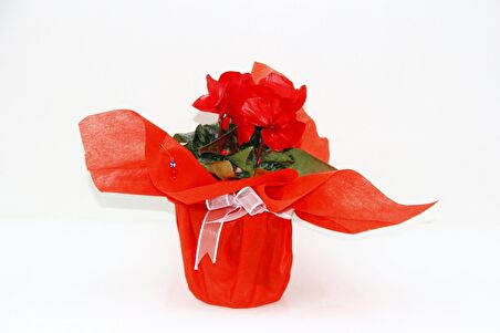 KIRMIZI SİKLAMEN ÇİÇEĞİ - SEVGİLİLER GÜNÜ ve Özel GÜN HEDİYESİ