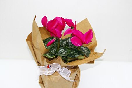 PEMBE SİKLAMEN ÇİÇEĞİ - SEVGİLİLER GÜNÜ ve Özel GÜN HEDİYESİ