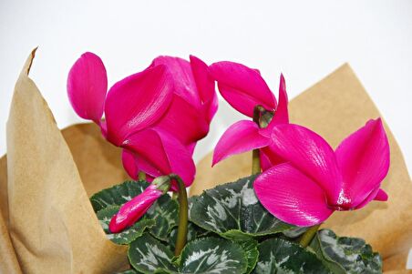 PEMBE SİKLAMEN ÇİÇEĞİ - SEVGİLİLER GÜNÜ ve Özel GÜN HEDİYESİ