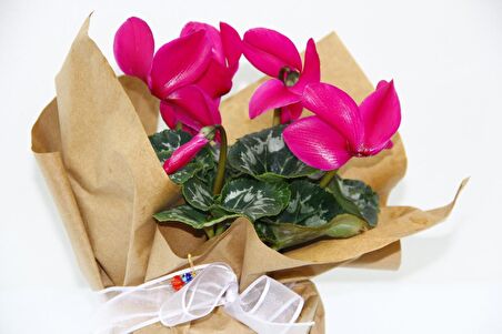 PEMBE SİKLAMEN ÇİÇEĞİ - SEVGİLİLER GÜNÜ ve Özel GÜN HEDİYESİ