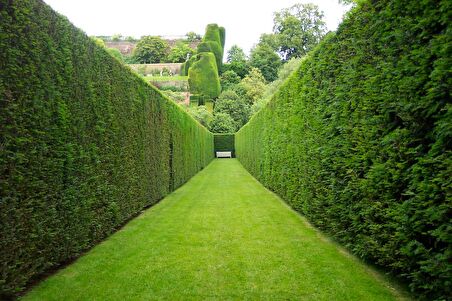 YEŞİL MAZI FİDANI 10 ADET -  ÇİT BİTKİSİ ( Thuja Orientalis )