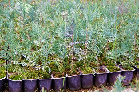 YEŞİL MAZI FİDANI 10 ADET -  ÇİT BİTKİSİ ( Thuja Orientalis )