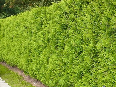 ALTUNİ MAZI FİDANI 50 ADET - SARI ÇİT BİTKİSİ