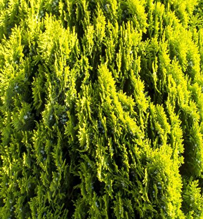 ALTUNİ MAZI FİDANI 50 ADET - SARI ÇİT BİTKİSİ