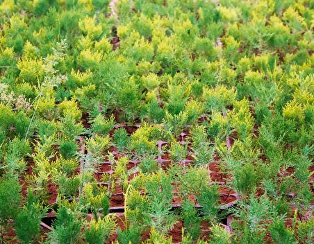 ALTUNİ MAZI FİDANI 50 ADET - SARI ÇİT BİTKİSİ