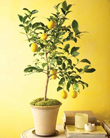 MAYER LİMON FİDANI(Yediveren) - 3 YAŞ AŞILI ve TÜPLÜ 100-150 cm