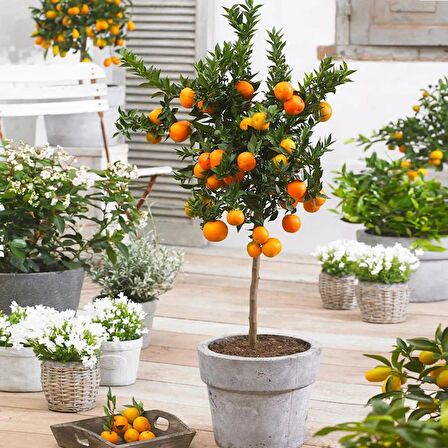 MANDALİNA FİDANI (Satsuma) 2 ADET - 3 YAŞ AŞILI ve TÜPLÜ 100-150 cm