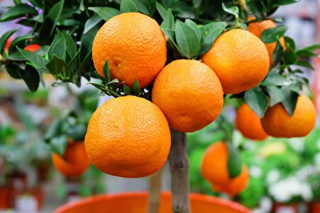 MANDALİNA FİDANI (Satsuma) 2 ADET - 3 YAŞ AŞILI ve TÜPLÜ 100-150 cm