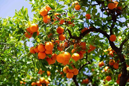 MANDALİNA FİDANI (Satsuma) 3 ADET - 3 YAŞ AŞILI ve TÜPLÜ 100-150 cm