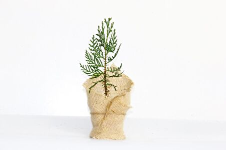 NİKAH ÇAMI 20 ADET - ÖZEL GÜN FİDANI (Mazı-Thuja Orientalis)