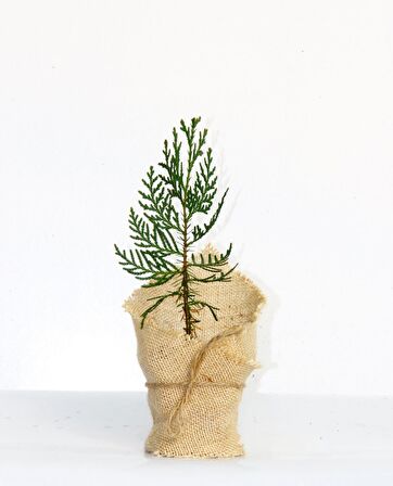 NİKAH ÇAMI 20 ADET - ÖZEL GÜN FİDANI (Mazı-Thuja Orientalis)