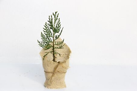 NİKAH ÇAMI 20 ADET - ÖZEL GÜN FİDANI (Mazı-Thuja Orientalis)