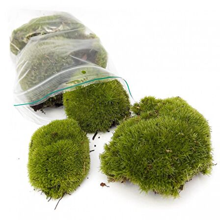 KAYA YOSUNU MOSS 500 cm²  - TERARYUM ZEMİNİ CANLI YOSUN