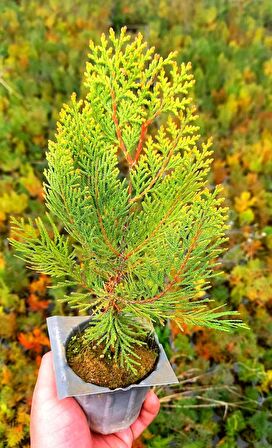 ALTUNİ MAZI FİDANI 100 ADET 20-30 cm - SARI ÇİT BİTKİSİ