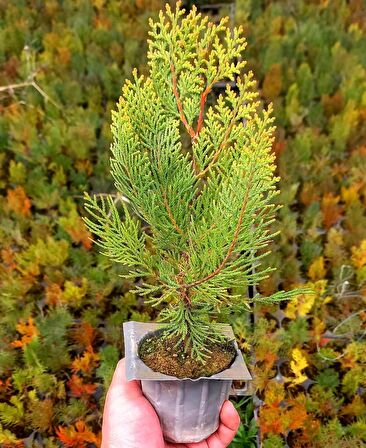 ALTUNİ MAZI FİDANI 100 ADET 20-30 cm - SARI ÇİT BİTKİSİ