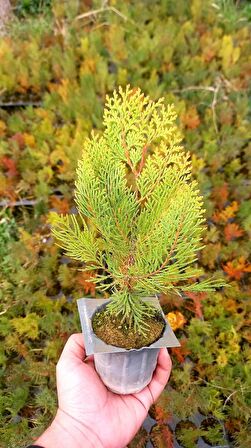 ALTUNİ MAZI FİDANI 100 ADET 20-30 cm - SARI ÇİT BİTKİSİ