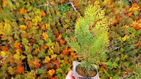 ALTUNİ MAZI FİDANI 100 ADET 20-30 cm - SARI ÇİT BİTKİSİ