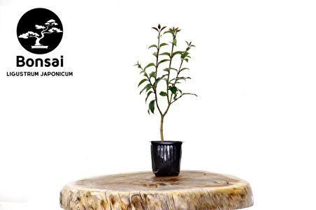 BONSAİ LİGUSTRUM JAPONİCUM - HEDİYELİK 25-30 cm