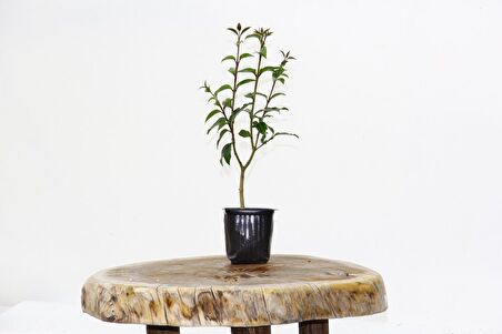 BONSAİ LİGUSTRUM JAPONİCUM - HEDİYELİK 25-30 cm