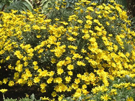 SARI PAPATYA EURYOPS 5 ADET - ÇOK YILLIK DIŞ MEKAN ÇİÇEĞİ