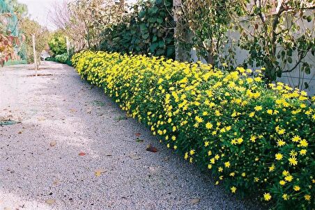 SARI PAPATYA EURYOPS 5 ADET - ÇOK YILLIK DIŞ MEKAN ÇİÇEĞİ