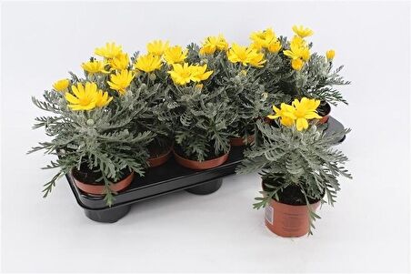 SARI PAPATYA EURYOPS 3 ADET - ÇOK YILLIK DIŞ MEKAN ÇİÇEĞİ