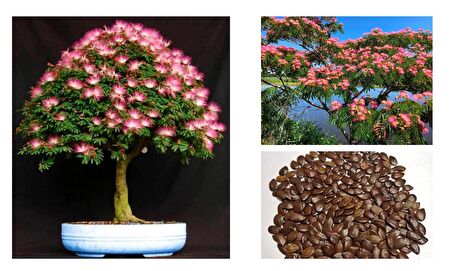 GÜLİBRİŞİM AĞACI TOHUMU 100 ADET (BONSAİ TEKNİĞİNE UYGUN TÜR)