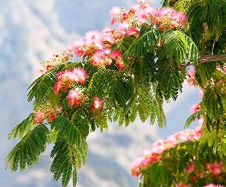 GÜLİBRİŞİM AĞACI TOHUMU 10 ADET ( BONSAİ TÜRÜ )