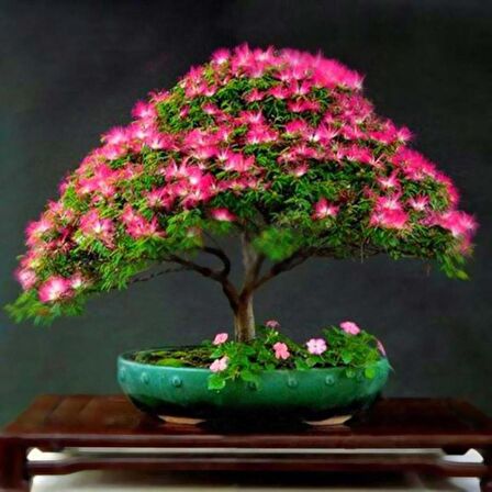 GÜLİBRİŞİM AĞACI TOHUMU 20 ADET ( BONSAİ TÜRÜ )