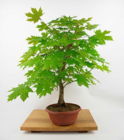 NORVEÇ AKÇAAĞAÇ TOHUMU 20 ADET ( BONSAİ TÜRÜ )