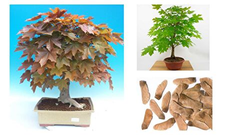 NORVEÇ AKÇAAĞAÇ TOHUMU 40 ADET ( BONSAİ TÜRÜ )