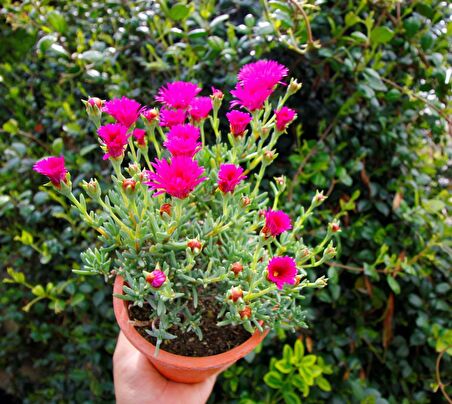 İZMİR GÜZELİ 3 ADET - PEMBE ÇİÇEKLİ ve ÇOK YILLIK BİTKİ (Saksıda)