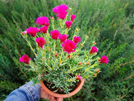 İZMİR GÜZELİ 5 ADET - PEMBE ÇİÇEKLİ ve ÇOK YILLIK BİTKİ (Saksıda)