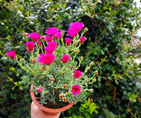 İZMİR GÜZELİ 5 ADET - PEMBE ÇİÇEKLİ ve ÇOK YILLIK BİTKİ (Saksıda)