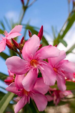 ZAKKUM ÇİÇEĞİ 10 ADET - Nerium Oleander Dış Mekan Çiçeği