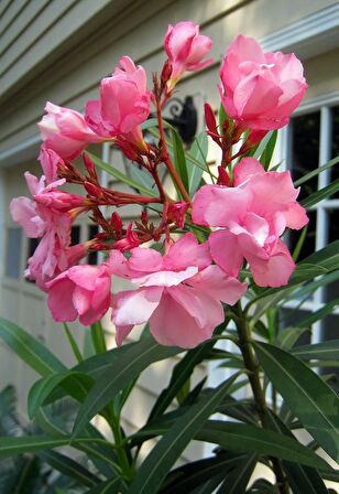 ZAKKUM ÇİÇEĞİ 10 ADET - Nerium Oleander Dış Mekan Çiçeği