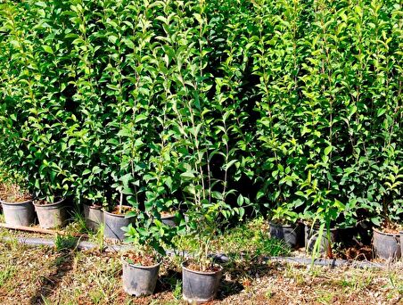 LİGUSTRUM KURTBAĞRI 5 ADET 100-120 cm - ÇİT BİTKİSİ (BÜYÜK BOY)