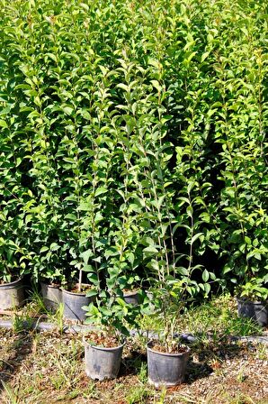 LİGUSTRUM KURTBAĞRI 5 ADET 100-120 cm - ÇİT BİTKİSİ (BÜYÜK BOY)