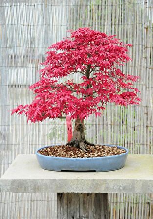 KIRMIZI JAPON AKÇAAĞACI TOHUMU 10 ADET ( Acer Palmatum )