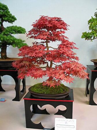 KIRMIZI JAPON AKÇAAĞACI TOHUMU 10 ADET ( Acer Palmatum )