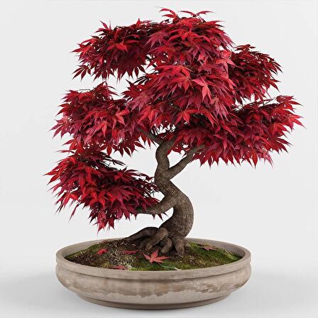 KIRMIZI JAPON AKÇAAĞACI TOHUMU 20 ADET ( Acer Palmatum )