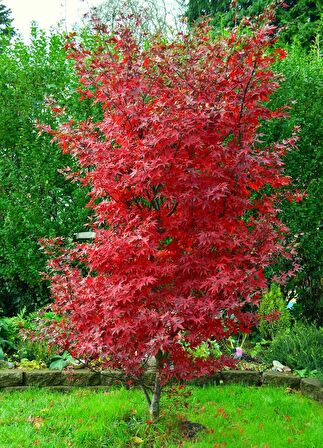 KIRMIZI JAPON AKÇAAĞACI ( Acer Palmatum) TOHUMU 50 ADET