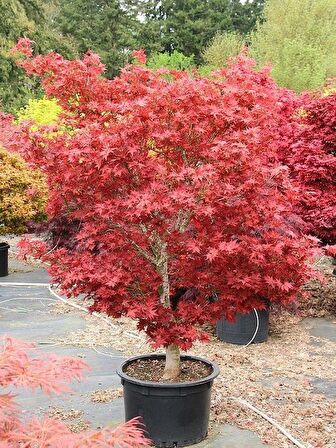 KIRMIZI JAPON AKÇAAĞACI ( Acer Palmatum) TOHUMU 50 ADET