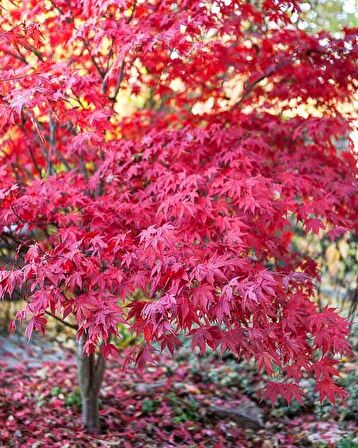 KIRMIZI JAPON AKÇAAĞACI ( Acer Palmatum) TOHUMU 20 ADET