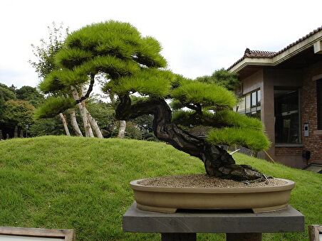 KIZILÇAM ( Pinus Brutia ) TOHUMU 500 ADET