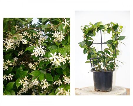 ARAP YASEMİNİ 3 ADET PERGOLA FORMLU 40-60 CM
