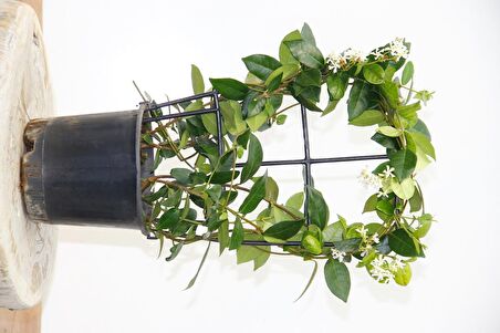 ARAP YASEMİNİ 3 ADET PERGOLA FORMLU 40-60 CM