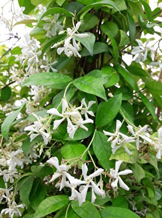 ARAP YASEMİNİ 10 ADET PERGOLA FORMLU 40-60 CM