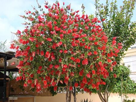 FIRÇA ÇALISI CALLİSTEMON 3 ADET 20 - 30 CM