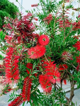 FIRÇA ÇALISI CALLİSTEMON 3 ADET 20 - 30 CM